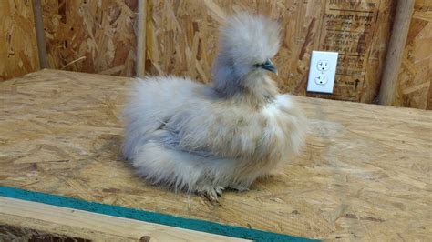 porcelain silkie